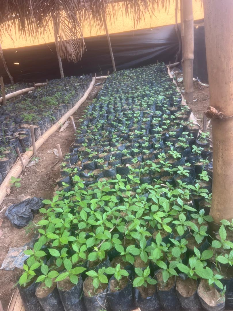 Projet Agroforesterie